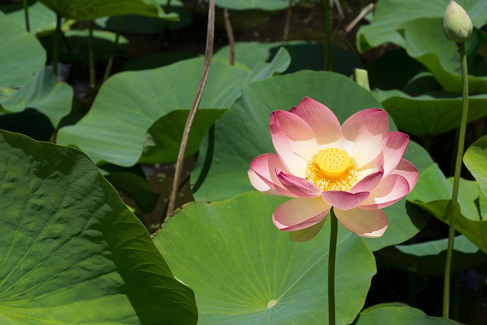 Adelaide Botanic Garden