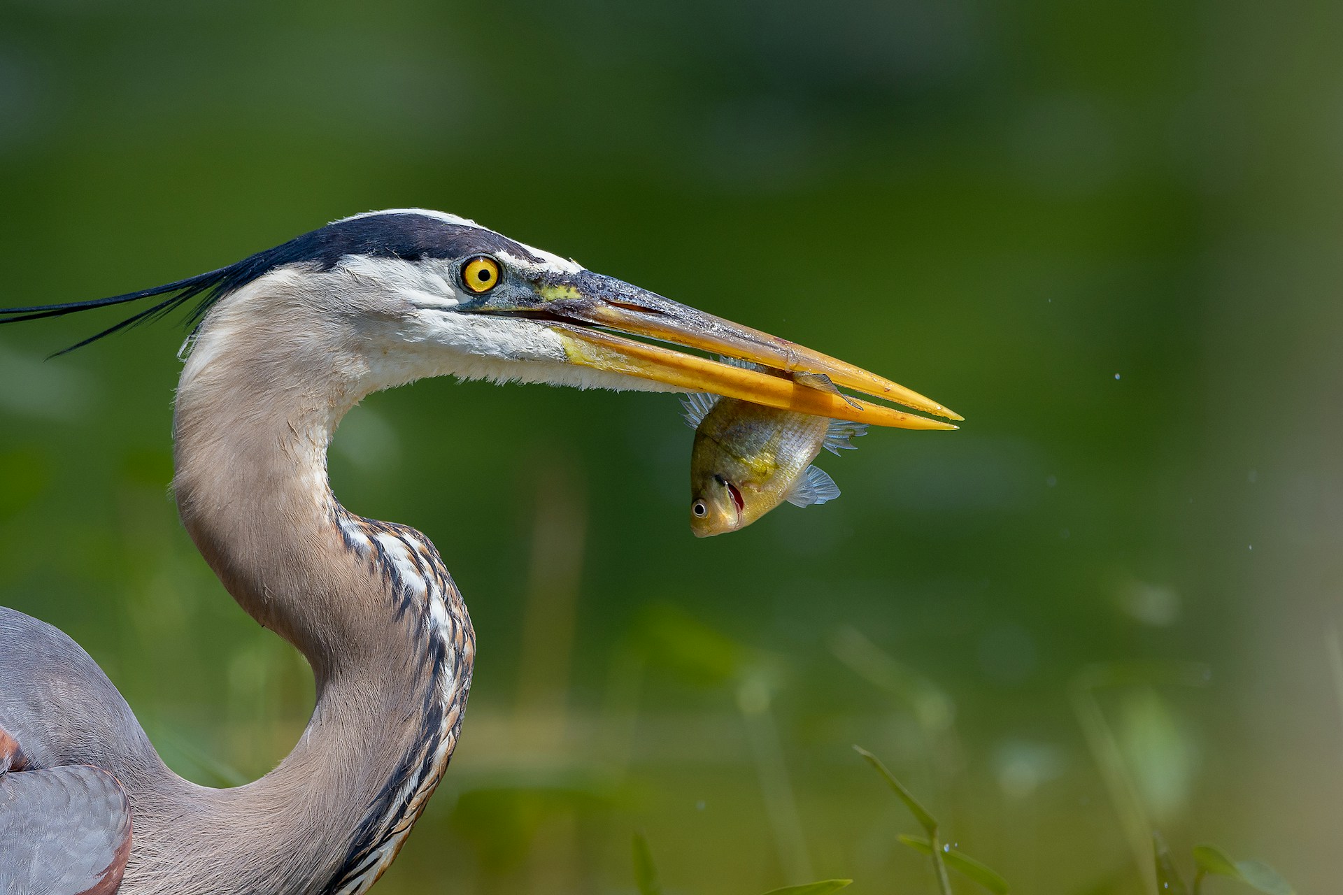 Wildlife Wonders: Animals You Might See in Madison, Ohio