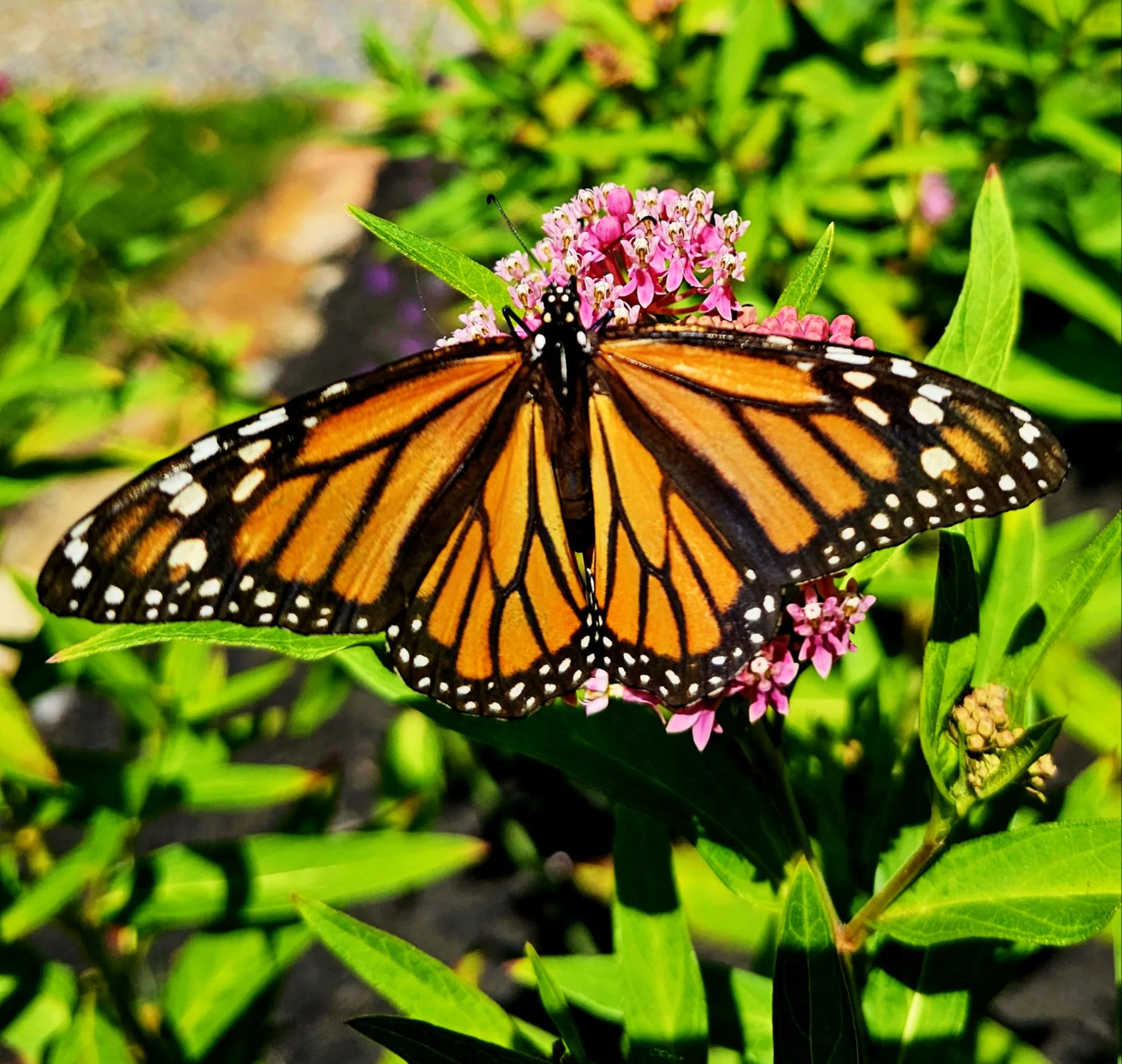Our Monarch Waystation & Pollinator Garden